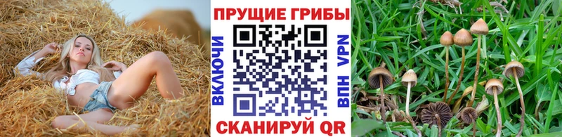 что такое   Ипатово  Псилоцибиновые грибы прущие грибы 